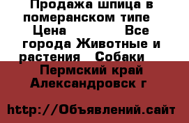 Продажа шпица в померанском типе › Цена ­ 20 000 - Все города Животные и растения » Собаки   . Пермский край,Александровск г.
